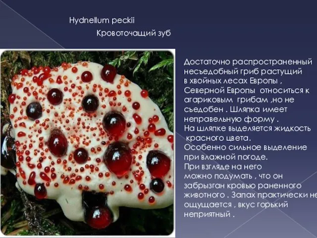 Hydnellum peckii Кровоточащий зуб Достаточно распространенный несъедобный гриб растущий в хвойных лесах