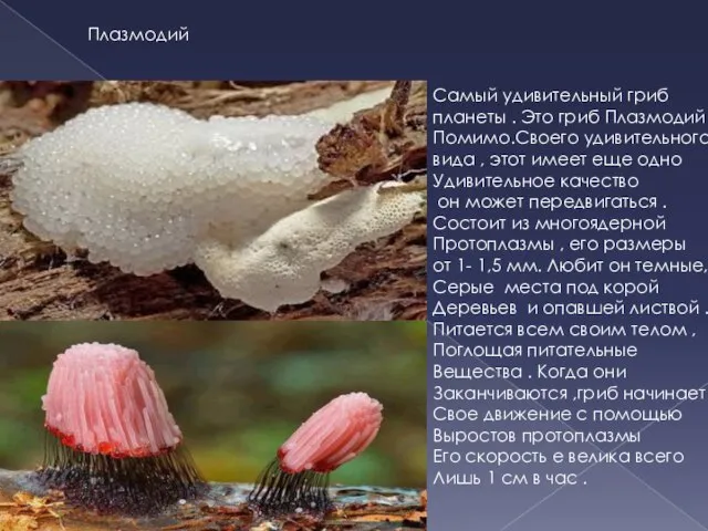 Самый удивительный гриб планеты . Это гриб Плазмодий Помимо.Своего удивительного вида ,