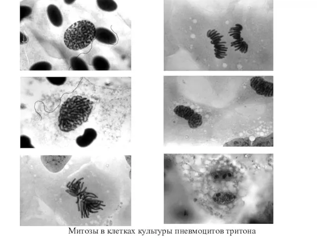 Митозы в клетках культуры пневмоцитов тритона