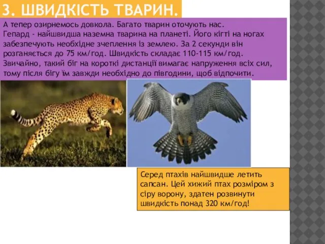 3. ШВИДКІСТЬ ТВАРИН. А тепер озирнемось довкола. Багато тварин оточують нас. Гепард