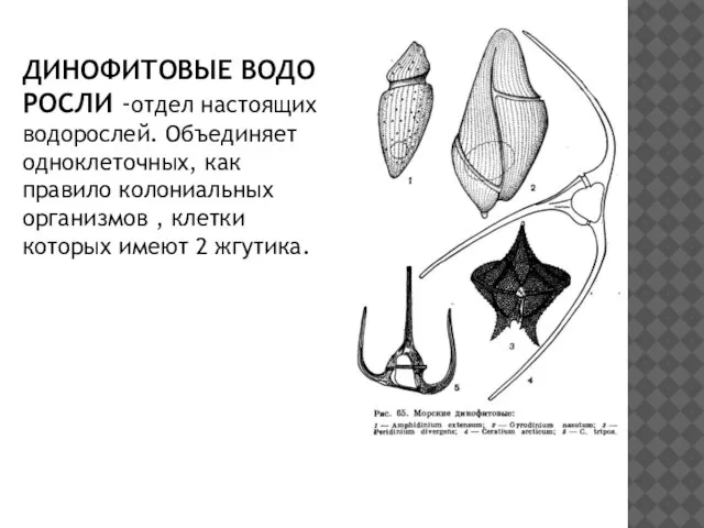 ДИНОФИТОВЫЕ ВОДОРОСЛИ -отдел настоящих водорослей. Объединяет одноклеточных, как правило колониальных организмов ,