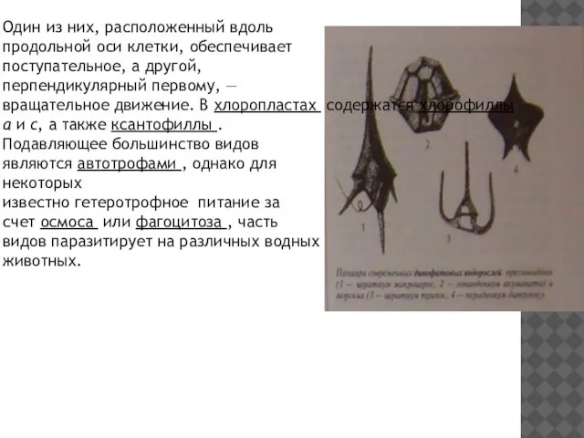 Один из них, расположенный вдоль продольной оси клетки, обеспечивает поступательное, а другой,