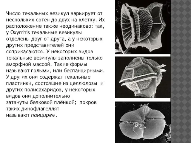 Число текальных везикул варьирует от нескольких сотен до двух на клетку. Их