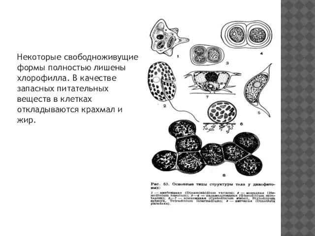 Некоторые свободноживущие формы полностью лишены хлорофилла. В качестве запасных питательных веществ в