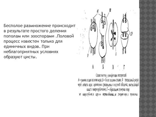 Бесполое размножение происходит в результате простого деления пополам или зооспорами .Половой процесс