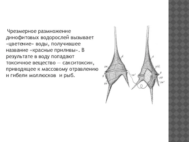 Чрезмерное размножение динофитовых водорослей вызывает «цветение» воды, получившее название «красные приливы». В