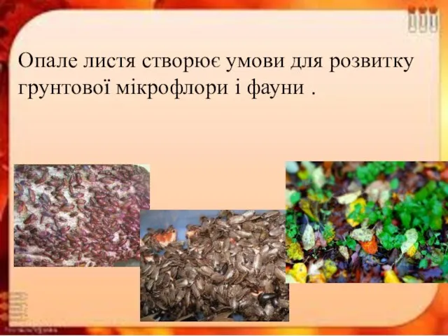 Опале листя створює умови для розвитку грунтової мікрофлори і фауни .