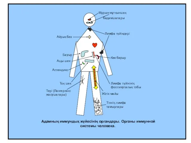 Мұрын-жұтқыншақ бадамшалары Лимфа түйіндері Айрық без Көк бауыр Тоқ шек Ащы шек