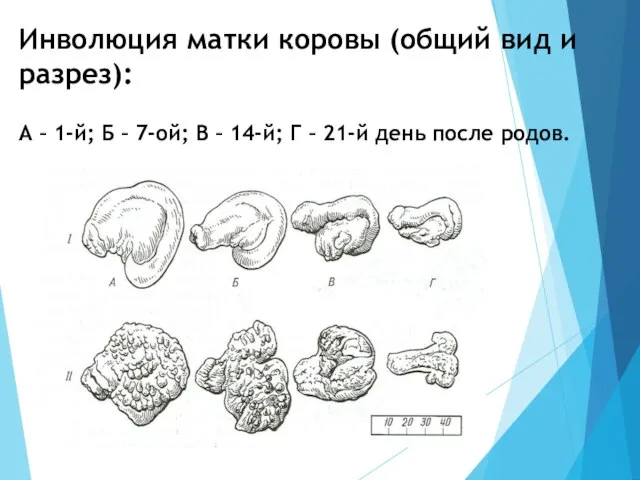 Инволюция матки коровы (общий вид и разрез): А – 1-й; Б –