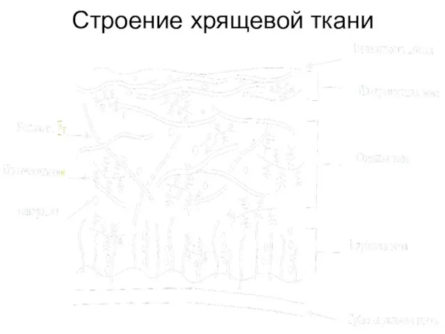 Строение хрящевой ткани