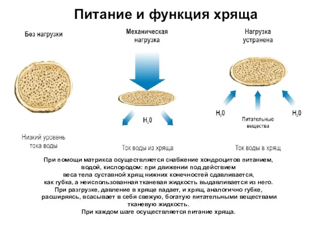 При помощи матрикса осуществляется снабжение хондроцитов питанием, водой, кислородом: при движении под