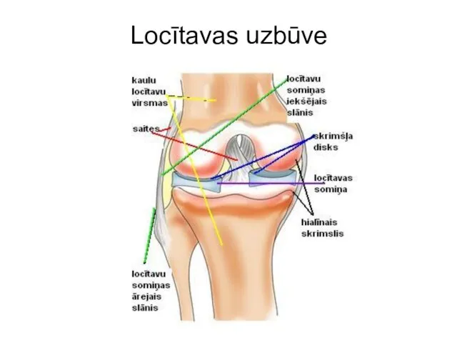 Locītavas uzbūve