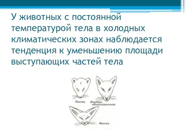 У животных с постоянной температурой тела в холодных климатических зонах наблюдается тенденция