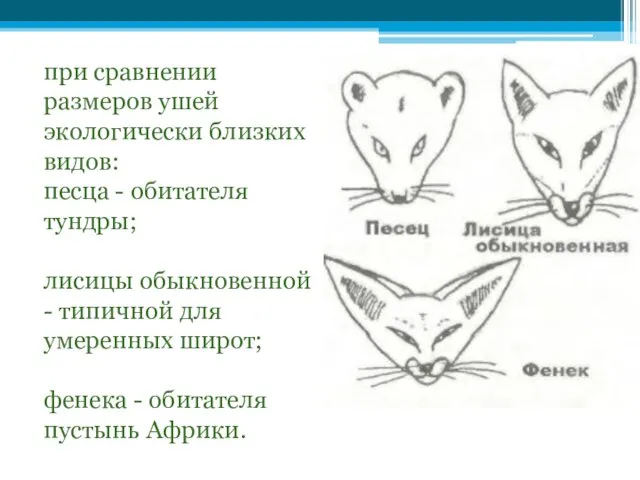 при сравнении размеров ушей экологически близких видов: песца - обитателя тундры; лисицы