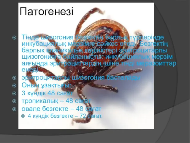 Патогенезі Тінде шизогония безгектің барлық түрлерінде инкубациялық мерзімге сәйкес өтеді. Безгектің барлық