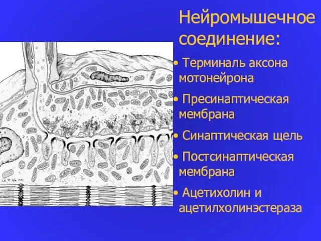 Нейромышечное соединение: Терминаль аксона мотонейрона Пресинаптическая мембрана Синаптическая щель Постсинаптическая мембрана Ацетихолин и ацетилхолинэстераза