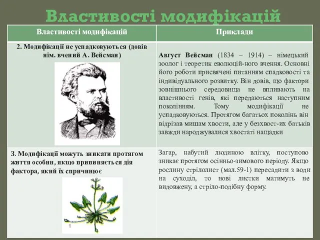 Властивості модифікацій