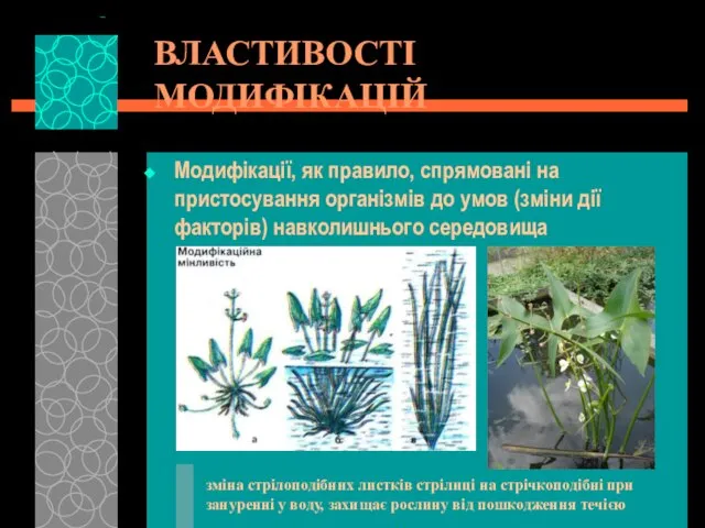 ВЛАСТИВОСТІ МОДИФІКАЦІЙ Модифікації, як правило, спрямовані на пристосування організмів до умов (зміни