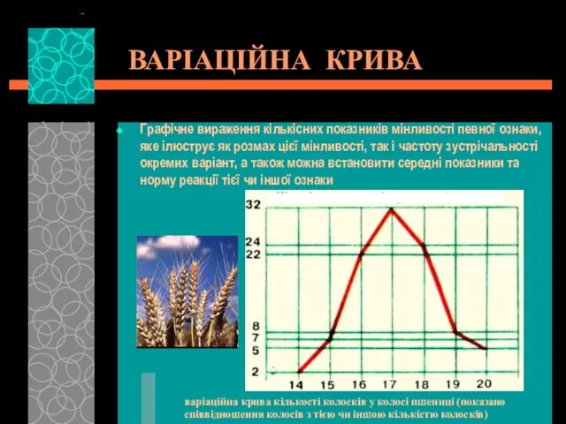 ВАРІАЦІЙНА КРИВА Графічне вираження кількісних показників мінливості певної ознаки, яке ілюструє як