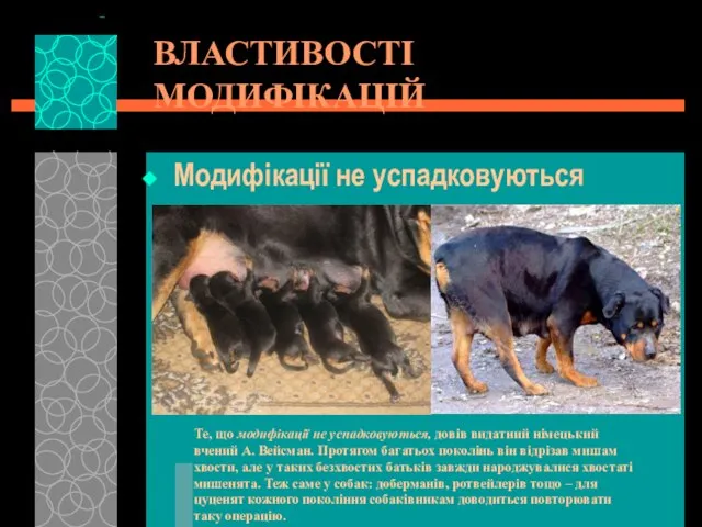 ВЛАСТИВОСТІ МОДИФІКАЦІЙ Модифікації не успадковуються Те, що модифікації не успадковуються, довів видатний