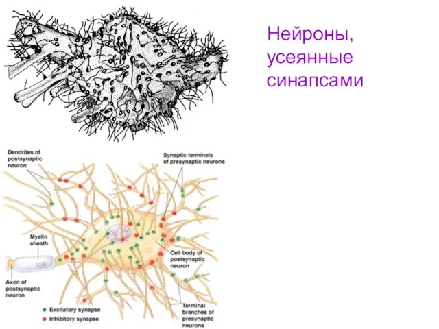 Нейроны, усеянные синапсами