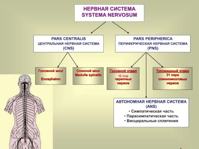 12 пар