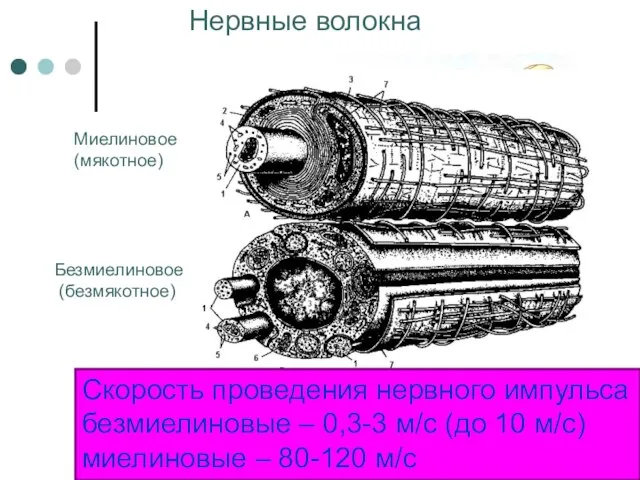 Нервные волокна Скорость проведения нервного импульса безмиелиновые – 0,3-3 м/с (до 10