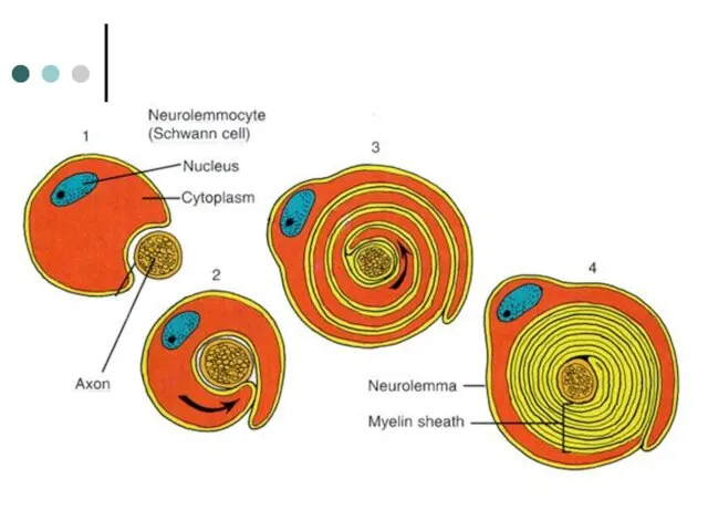 Образование миелиновой оболочки