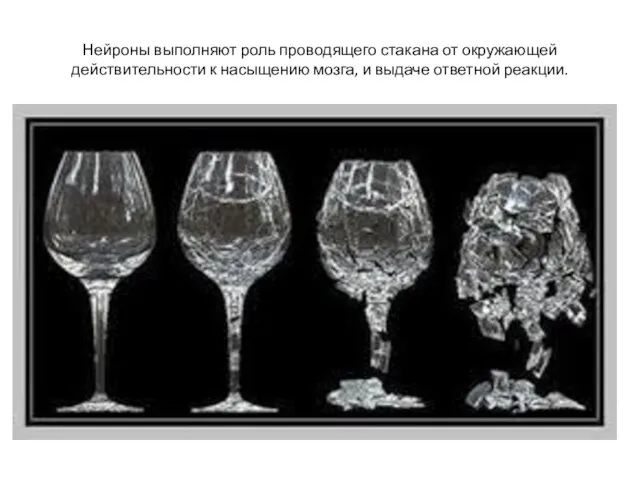 Нейроны выполняют роль проводящего стакана от окружающей действительности к насыщению мозга, и выдаче ответной реакции.