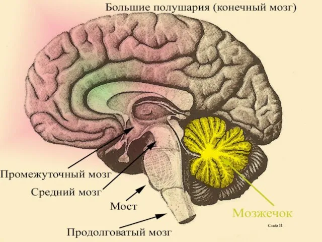 Слайд 11