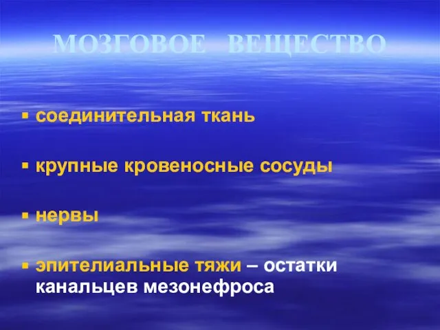 МОЗГОВОЕ ВЕЩЕСТВО соединительная ткань крупные кровеносные сосуды нервы эпителиальные тяжи – остатки канальцев мезонефроса