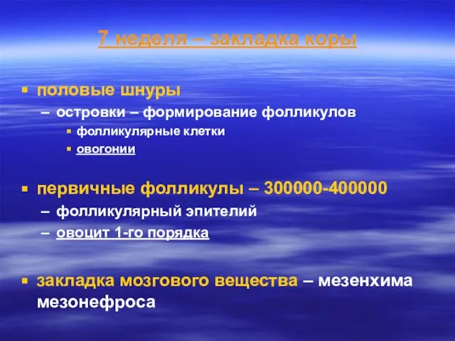 7 неделя – закладка коры половые шнуры островки – формирование фолликулов фолликулярные