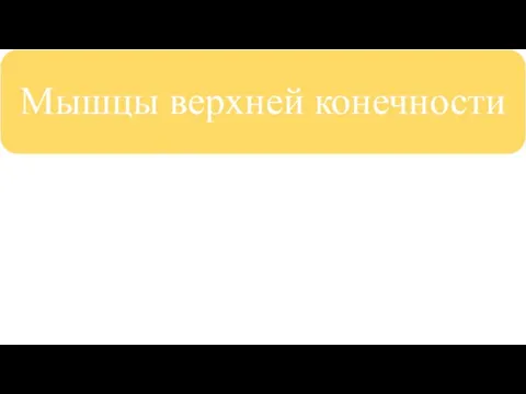 Классификация Мышцы верхней конечности