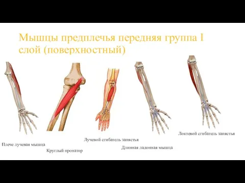 Мышцы предплечья передняя группа I слой (поверхностный) Плече лучевая мышца Круглый пронатор