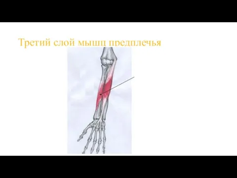 Третий слой мышц предплечья