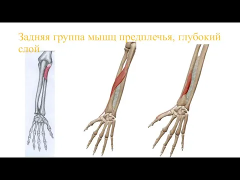 Задняя группа мышц предплечья, глубокий слой