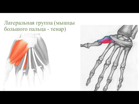 Латеральная группа (мышцы большого пальца - тенар)