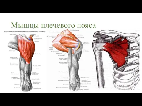 Мышцы плечевого пояса