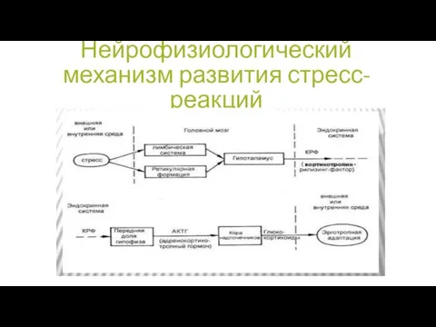 Нейрофизиологический механизм развития стресс-реакций