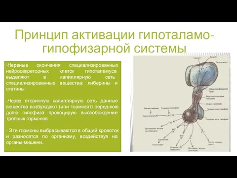 Принцип активации гипоталамо-гипофизарной системы -Нервные окончания специализированных нейросекреторных клеток гипоталамуса выделяют в