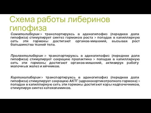 Схема работы либеринов гипофиза Соматолиберин > транспортируясь в аденогипофиз (передняя доля гипофиза)