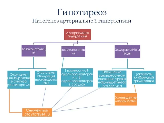 Гипотиреоз Патогенез артериальной гипертензии