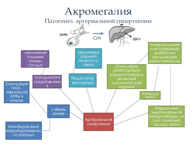 Акромегалия Патогенез артериальной гипертензии GH