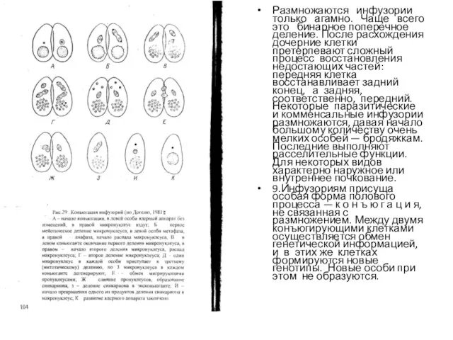 Размножаются инфузории только агамно. Чаще всего это бинарное поперечное деление. После расхождения