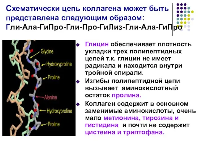 Схематически цепь коллагена может быть представлена следующим образом: Гли-Ала-ГиПро-Гли-Про-ГиЛиз-Гли-Ала-ГиПро Глицин обеспечивает плотность