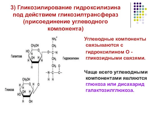 3) Гликозилирование гидроксилизина под действием гликозилтрансфераз (присоединение углеводного компонента) Углеводные компоненты связываются
