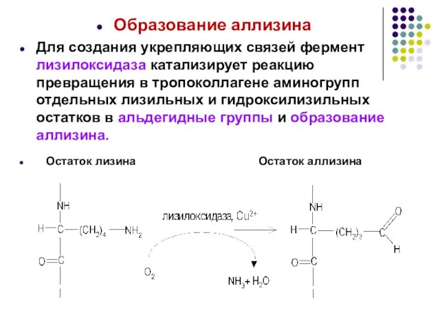 Образование аллизина Для создания укрепляющих связей фермент лизилоксидаза катализирует реакцию превращения в