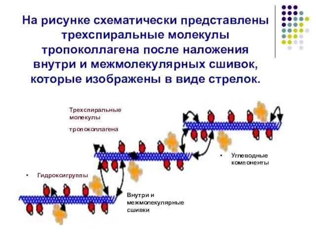 На рисунке схематически представлены трехспиральные молекулы тропоколлагена после наложения внутри и межмолекулярных