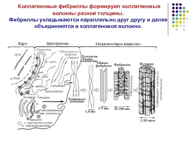 Коллагеновые фибриллы формируют коллагеновые волокны разной толщины. Фибриллы укладываются параллельно друг другу