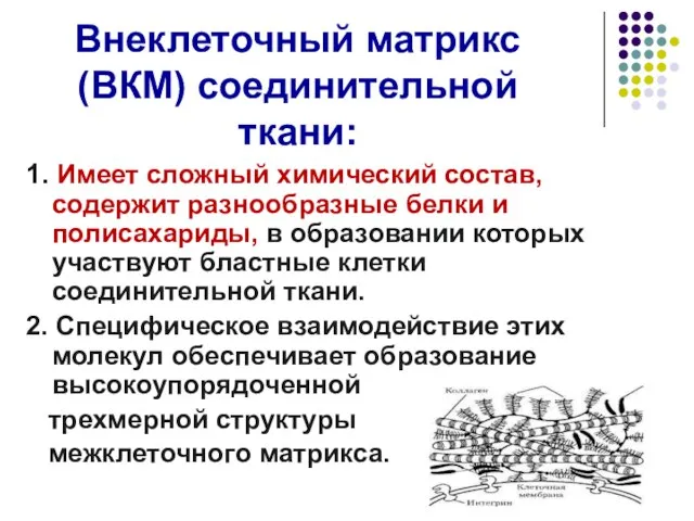 Внеклеточный матрикс (ВКМ) соединительной ткани: 1. Имеет сложный химический состав, содержит разнообразные